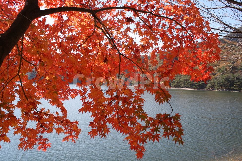 가을,포천산정호수,단풍,자연풍경,나무,가을,계절,fall,autumn,season,식물,자연,plants,nature,나무,trees,wood,leaf,잎,plant,tree,maple