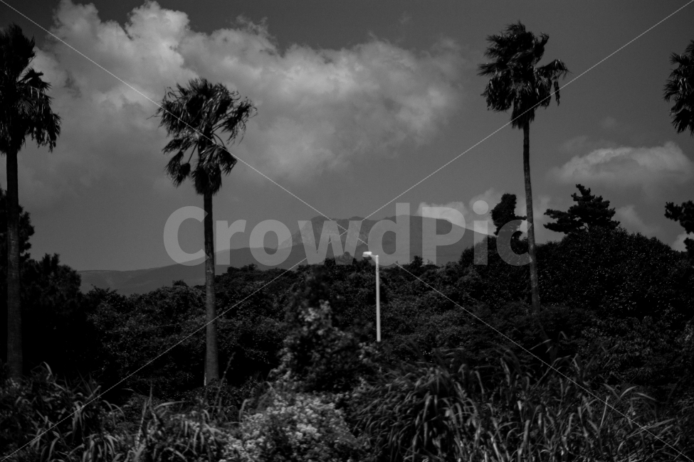제주,한라산,흑백,풍경,화산섬,제주도,자연,풍경,nature,landscape,제주도,jeju,jeju island,흑백,모노톤,monochrome,black and white,plant,식물,tree,나무,arecaceae,Arecaceae,palm tree,야자수,outdoors,옥외