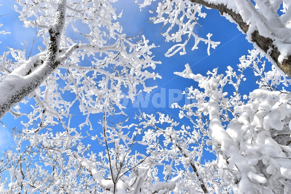 무등산,국립공원,풍경,힐링,산행,설경,상고대,서리꽃,서석대,입석대,안양산,백마능선,장불재,증심사,중봉,중머리재,천왕봉,지왕봉,Korea,National,Park,눈풍경,등산,주상절리,판타스틱,겨울왕국,겨울,지질공원,인왕봉,천지인,설국,2018년,1월,눈꽃,파란하늘,트레킹,winter,landscape,감성,아름다운,황홀한,장관,비경,선경,최고,사진,겨울,계절,winter,season,식물,자연,plants,nature,나무,trees,wood