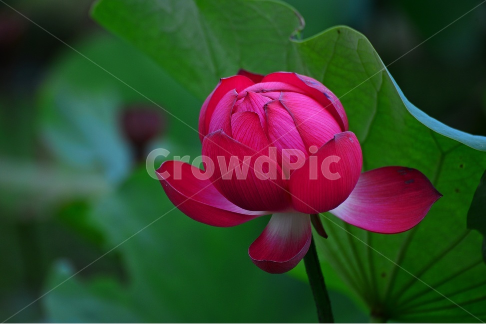 flower,blossom,꽃,petal,꽃잎,plant,식물,부여,궁남지,연꽃축제,수련,연꽃,홍연