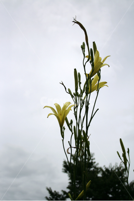 노랑원추리,식물,flower,plants,nature,꽃,꽃봉오리,하늘,식물,자연,plants,nature,꽃,flower