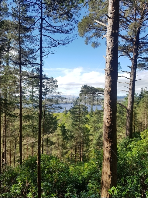 자연,환경,숲,산,나무,자연,풍경,nature,landscape,식물,plants,나무,trees,wood,tree,plant