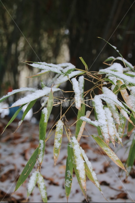 대나무,겨울,눈,풍경,풀잎,겨울,계절,winter,season,식물,자연,plants,nature