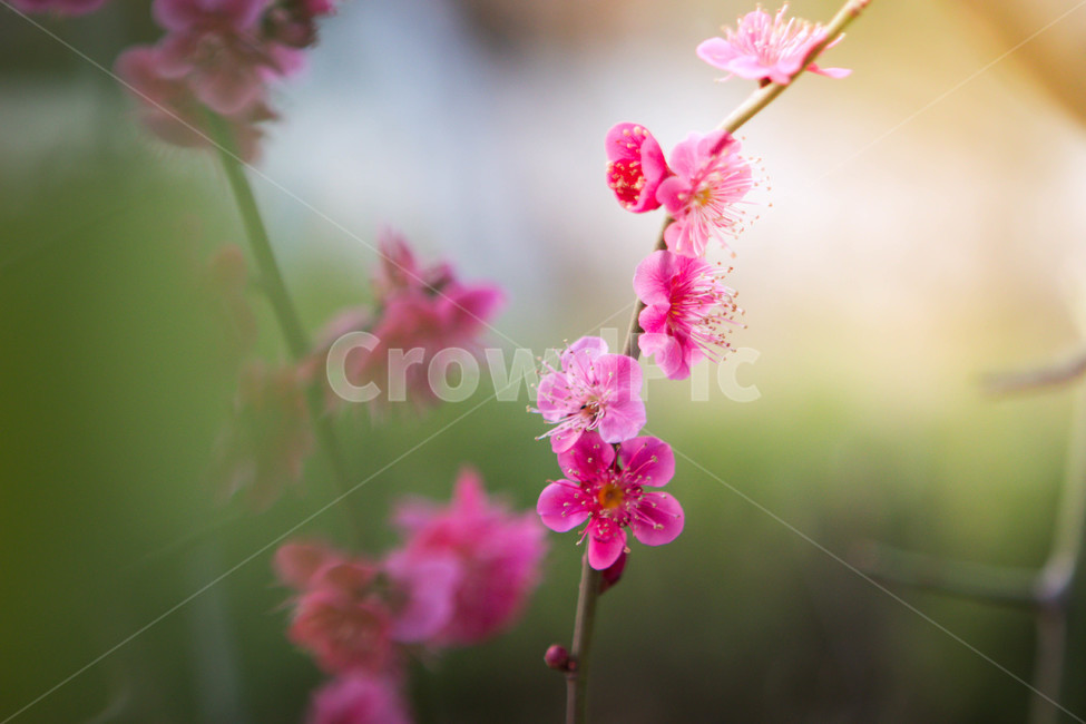 매화,매화꽃,매화나무,봄꽃,꽃,봄날,봄,계절,spring,season,식물,자연,plants,nature,꽃,flower,geranium,제라늄,plant,blossom