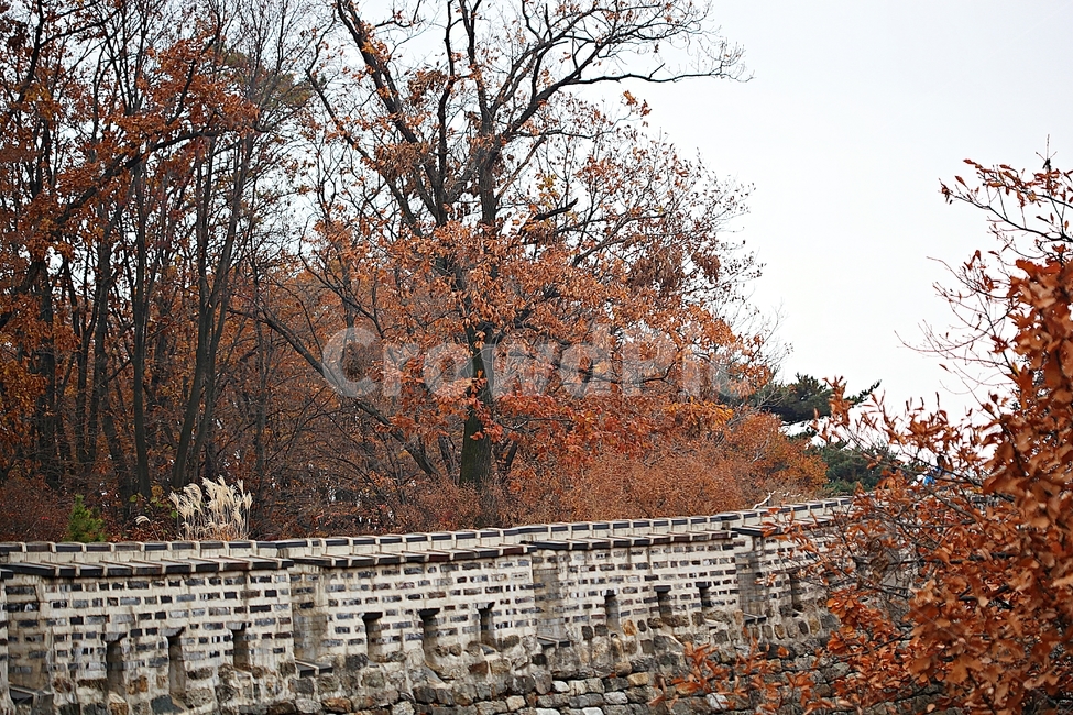 남한산성,성,성곽,단풍,낙엽,길,둘레길,숲,숲길,담돌담,가을,자연,풍경,벽,울긋불긋,산성,식물,가을,계절,fall,autumn,season