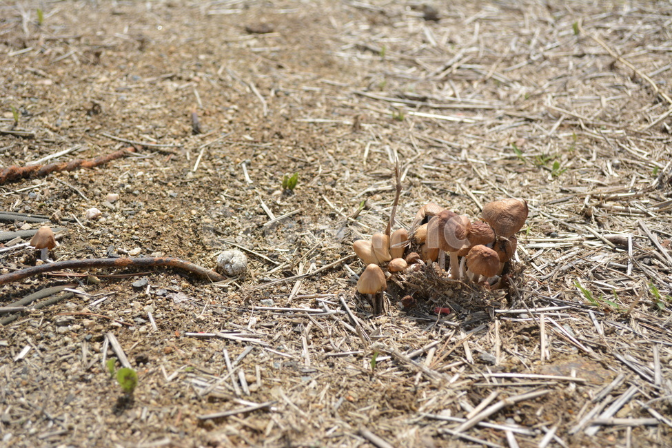 ground,바닥,버섯,mushroom,나뭇가지