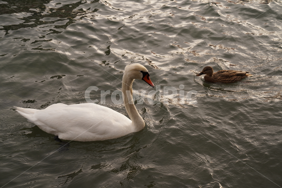 animal,동물,bird,새,오리,백조,swan,duck,강,호수,물,동물,animal,조류,새,birds