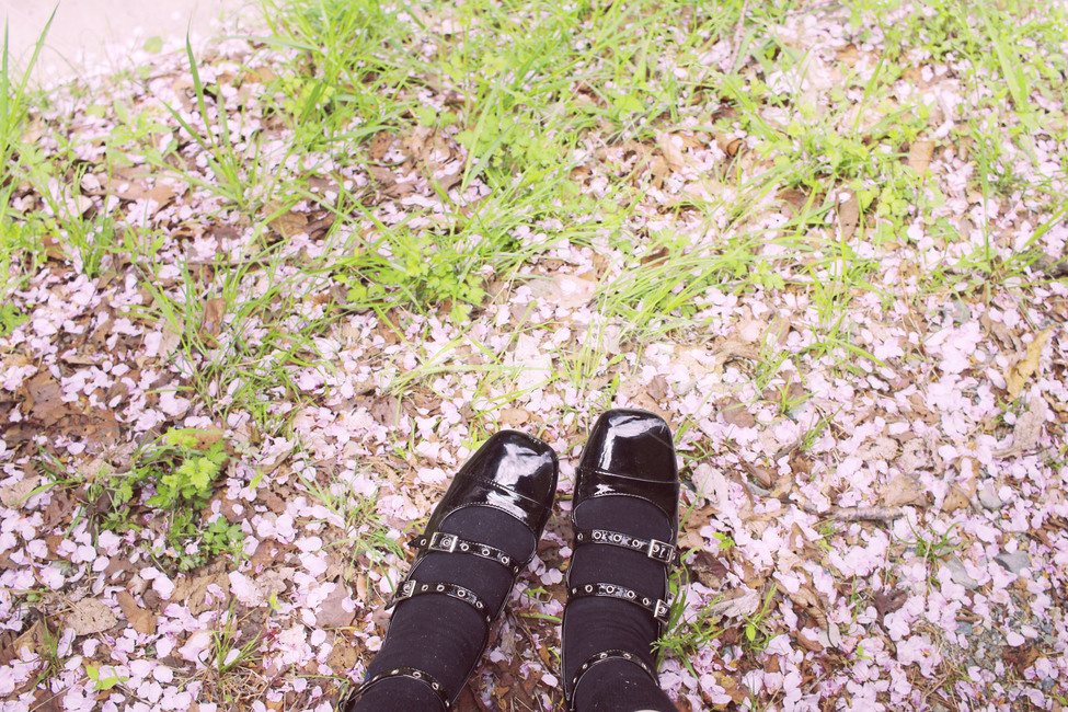 벚꽃,분홍색,pink,감성,아련한,예쁜,여리여리한,flower,봄,spring