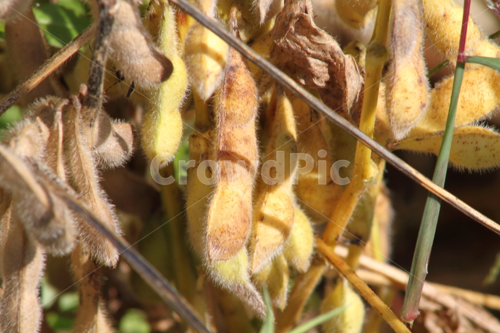 메주콩,콩,열매,식물,soybean,식물,자연,plants,nature