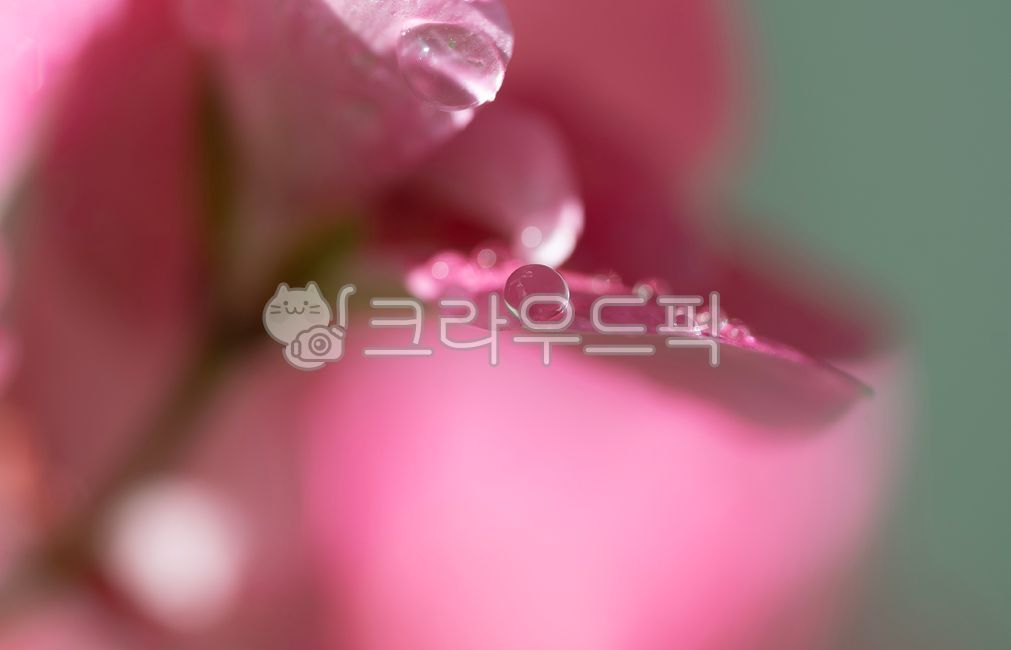 flower,꽃,작은물방울,꽃잎,petal,접사