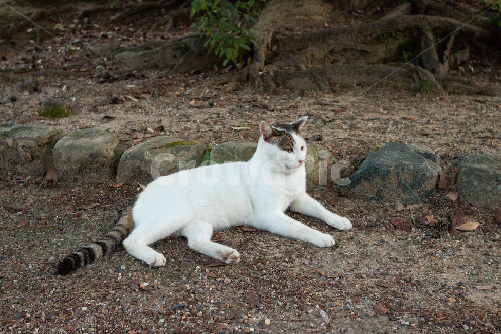 고양이,동물,길고양이,냐옹이,길거리,animal,straycat,kitty,street,동물,animal,포유류,mammal,고양이,cat,kitten,kitty