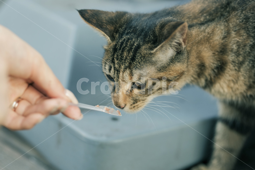 고양이,야옹이,길고양이,길냥이,캣맘,야옹,캣,동물,animal,포유류,mammal,고양이,cat,kitten,kitty