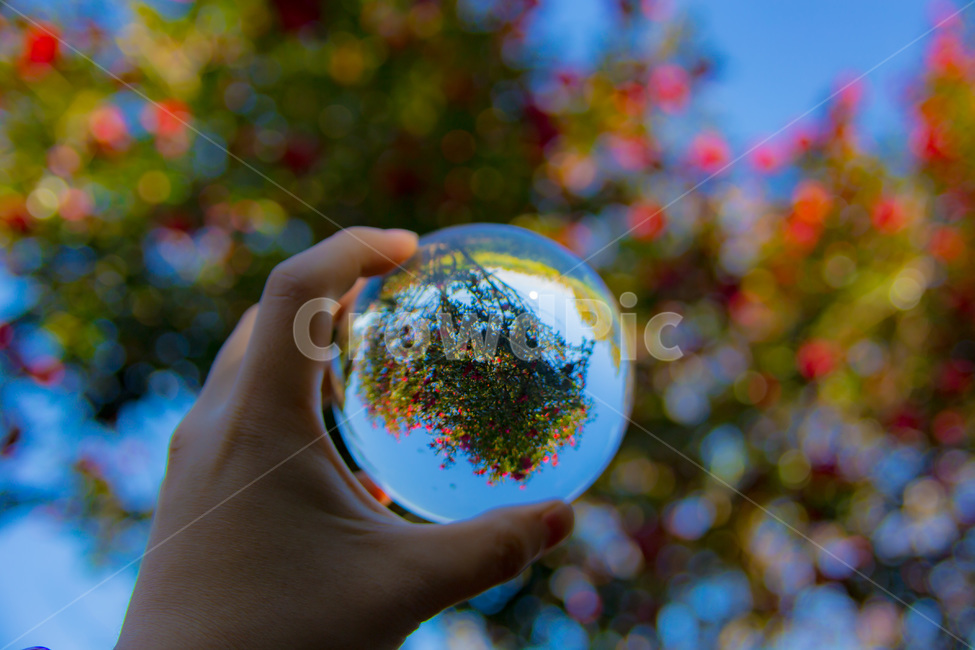 렌즈볼,lensball,수정구슬,유리구슬,동백꽃,동백,구체