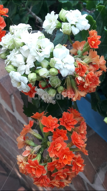 꽃,붉은,흰,봄,아름다움,식물,자연,plants,nature,꽃,flower