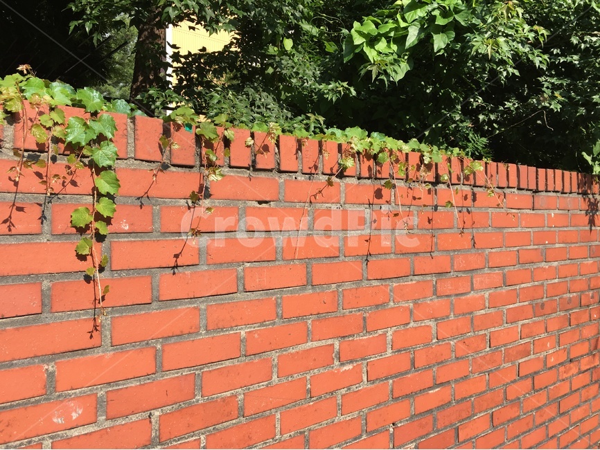 배경,백그라운드,벽,background,brick,여백,담쟁이,게시,wall,갈색,브라운,브릭,골목길,alley,벽돌