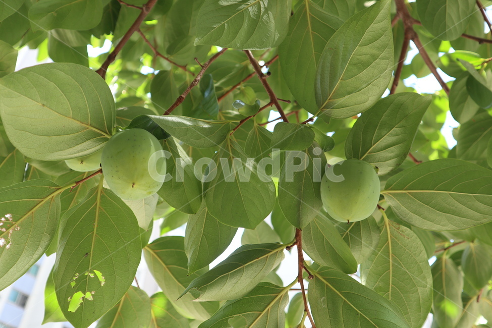 감,초록색,plant,식물,fruit,과일,food,식품,식물,자연,plants,nature,나무,trees,wood