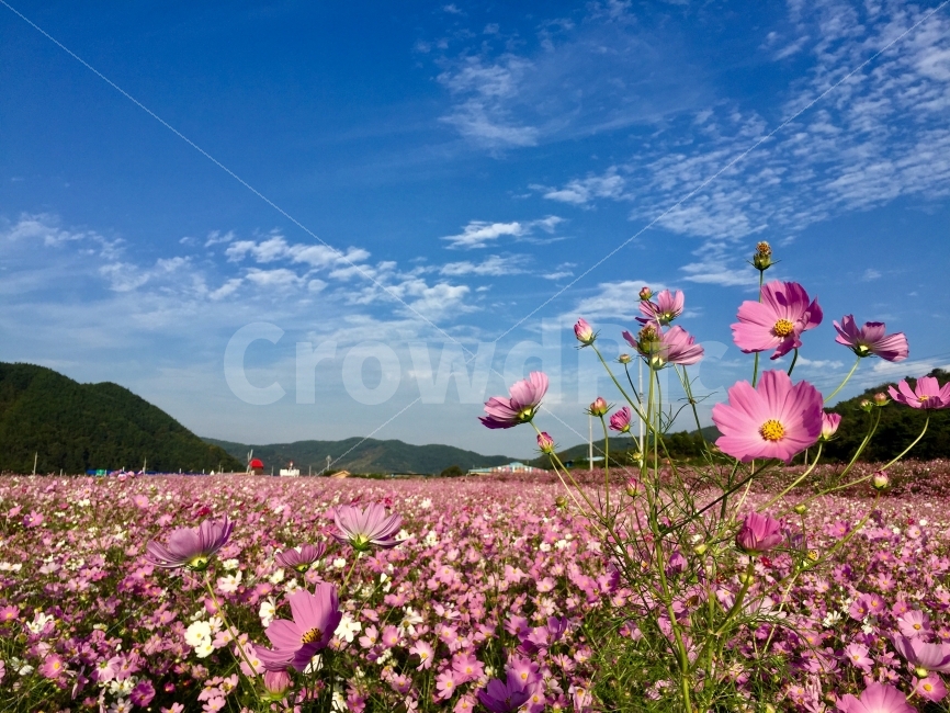 가을,코스모스,하늘,코스모스축제,꽃,자연,풍경,nature,landscape,가을,계절,fall,autumn,season,식물,plants,꽃,flower,plant,blossom,geranium,제라늄