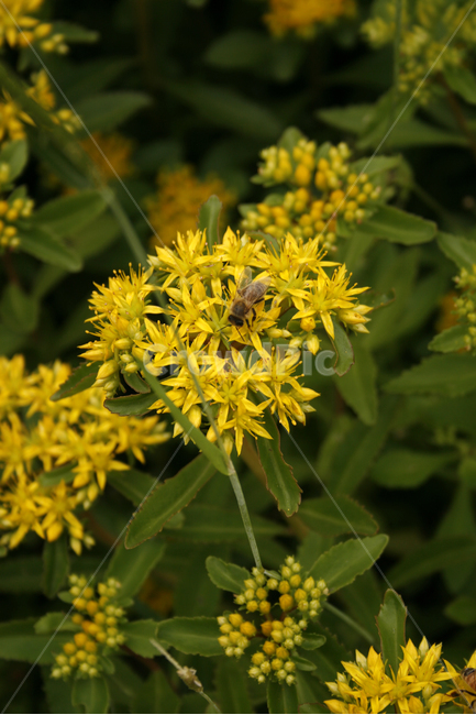 기린초,식물,flower,plants,nature,꽃,꽃봉오리,꽃밭,식물,자연,plants,nature,꽃,flower
