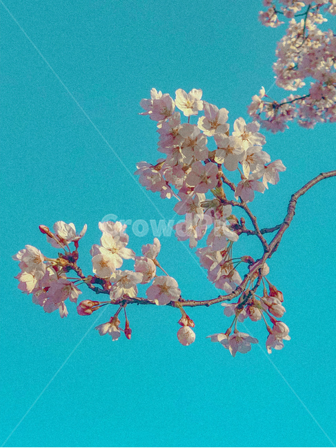 벚꽃,꽃,봄,봄꽃,벚꽃놀이
