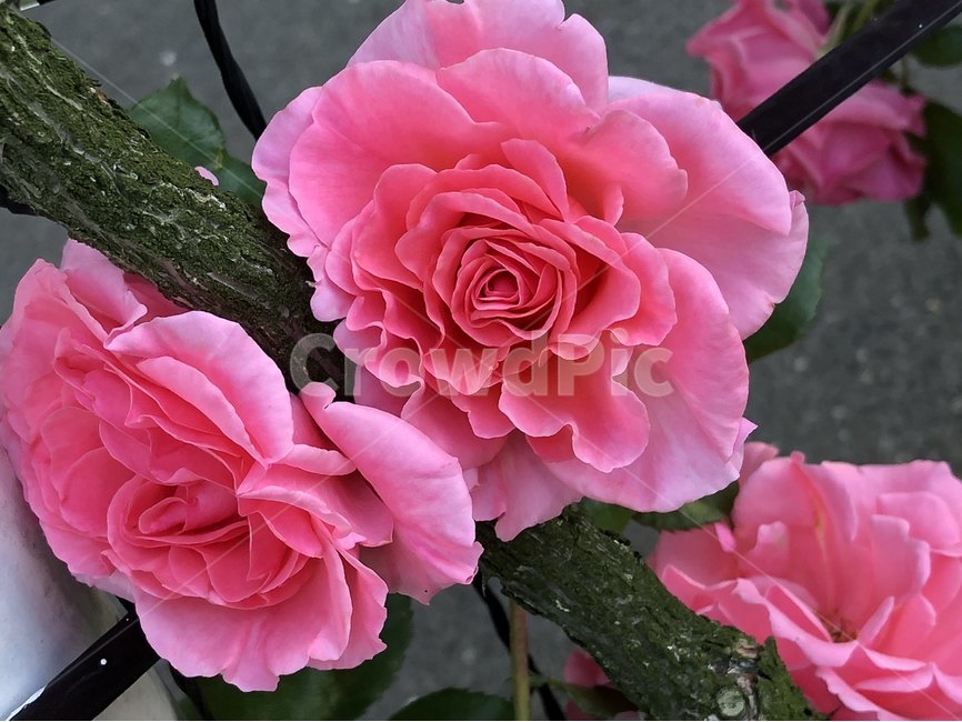 장미,오월,꽃,장미축제,장미꽃사진,식물,자연,plants,nature,꽃,flower