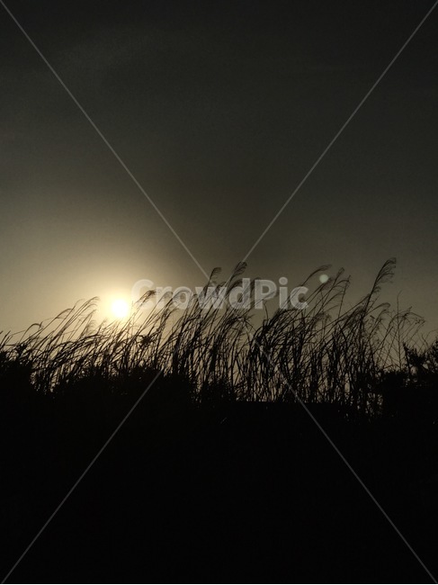 grass,역광,자연,갈대,풍경,실루엣,그림자,silhouette,shadow