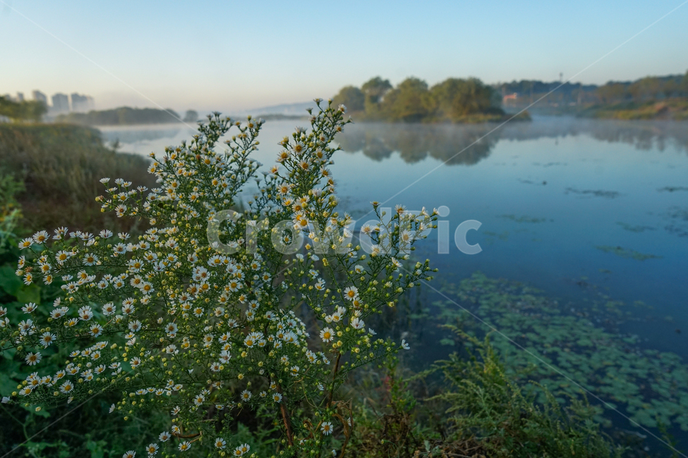 꽃,호수,들꽃,쑤부쟁이꽃,야생화,자연,풍경,nature,landscape,water,물,outdoors,옥외
