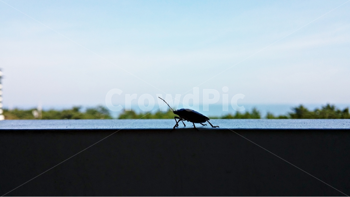 곤충,bug,자연,하늘,나무,바다,동물,animal,곤충,벌레,insect,bug