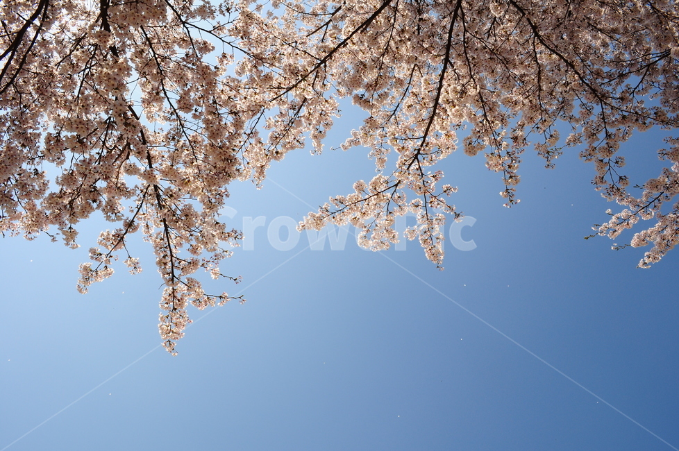 벚꽃,봄,벚꽃나무,나무,꽃잎,하늘,햇살,햇빛,가지,봄,계절,spring,season,식물,자연,plants,nature,꽃,flower,plant,blossom