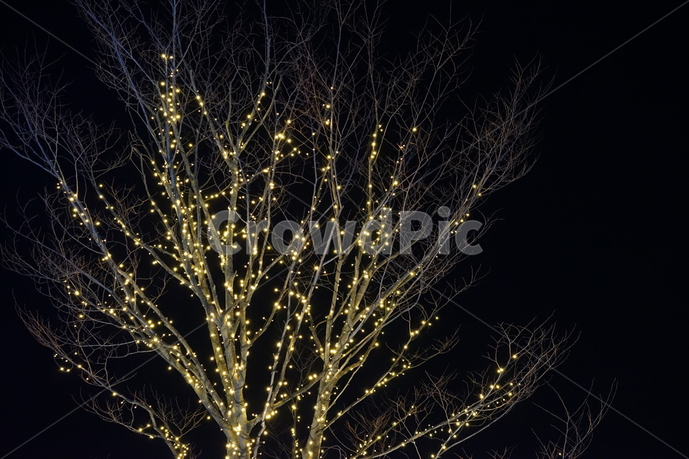 야경,불빛,보케,감성,야간,빛,야경,밤,풍경,nightscape,night,landscape,식물,자연,plants,nature,나무,trees,wood