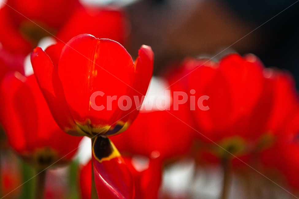 튤립,정원,꽃,식물,튤립정원,봄,계절,spring,season,식물,자연,plants,nature,꽃,flower,plant,blossom,geranium,제라늄