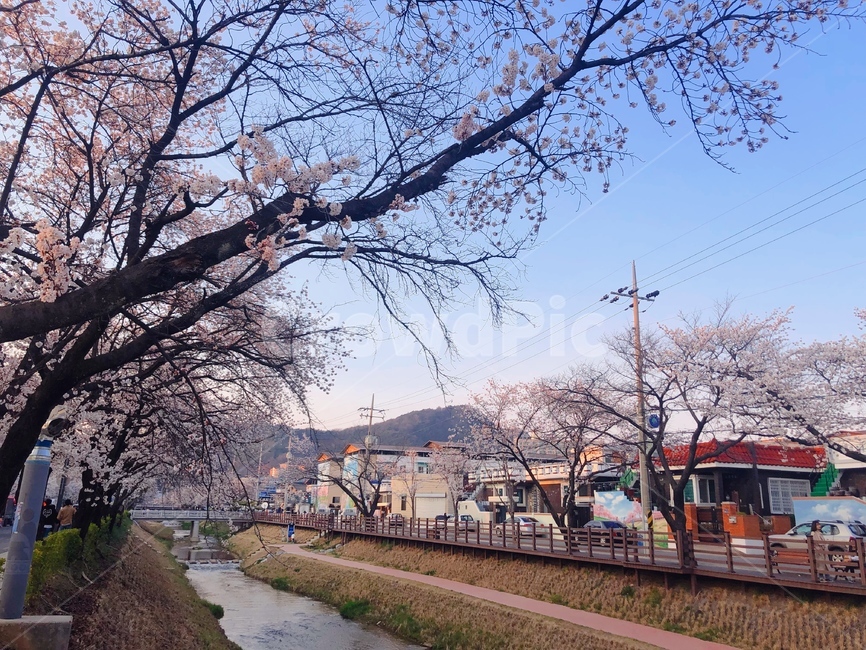 벚꽃,cherryblossom,모전천,벚꽃축제,flowers,봄,계절,spring,season