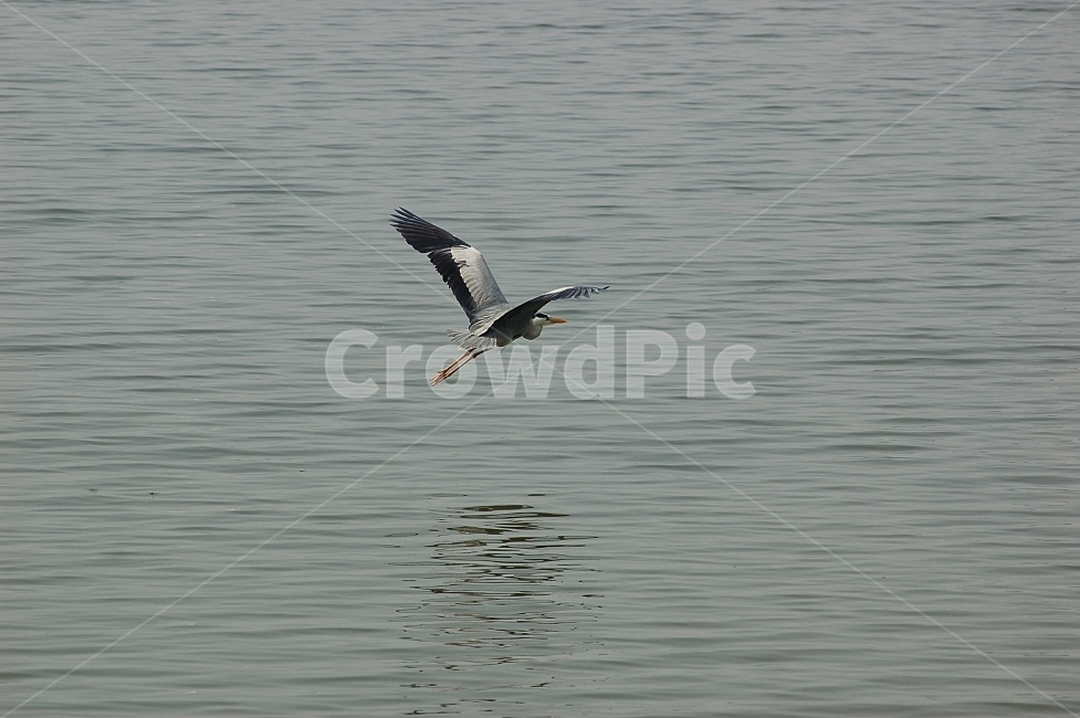 새,조류,왜가리,자연,동물,야생,비행,animal,bird,nature,flying,동물,animal,조류,새,birds