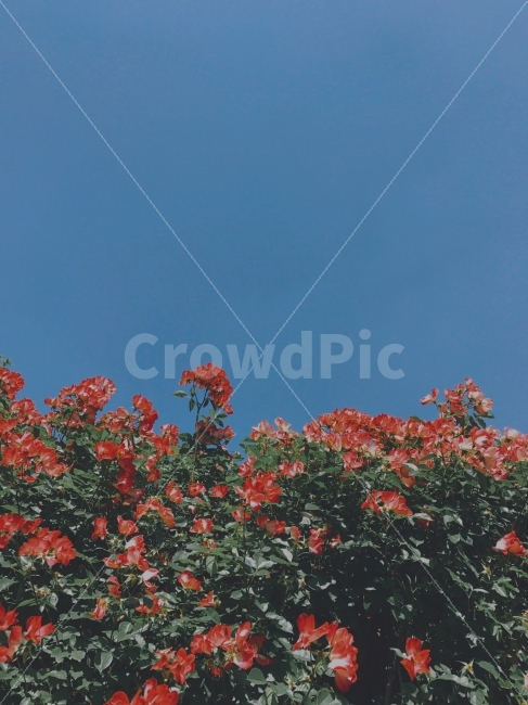 하늘,꽃,채도,파랑,풀,식물,자연,plants,nature,꽃,flower,감성,sensible,feeling