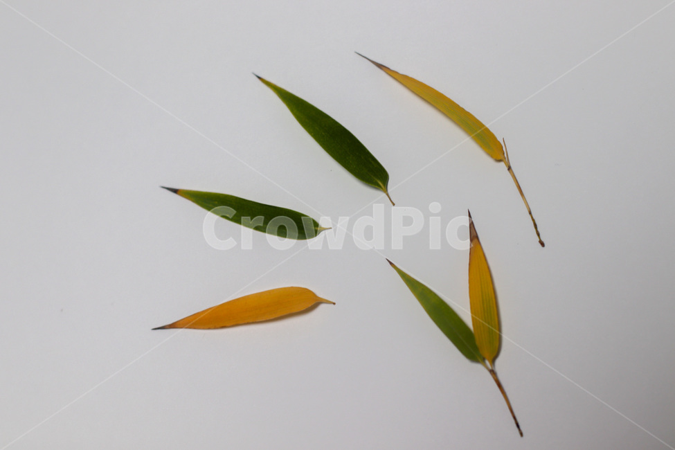 단풍,단풍잎,나뭇잎,가을,잎,낙엽,식물,autumn,leaf,leaves,maple,fall,plant,계절,season