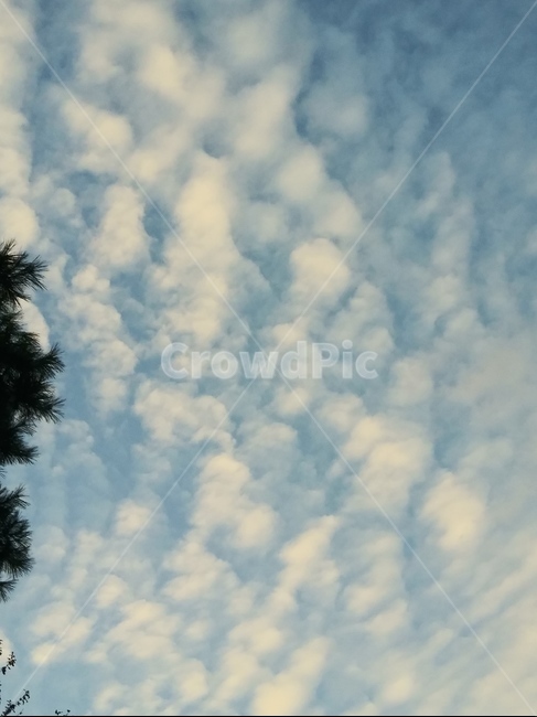 하늘,구름,양떼구름,자연,cloud,자연,풍경,nature,landscape