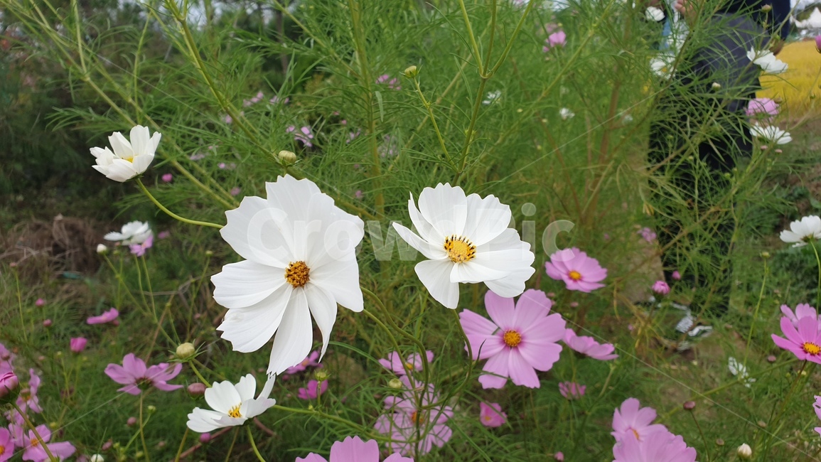 꽃,flower,코스모스,가을,흰코스모스,식물,가을,계절,fall,autumn,season,식물,자연,plants,nature,꽃,flower,plant,blossom,geranium,제라늄