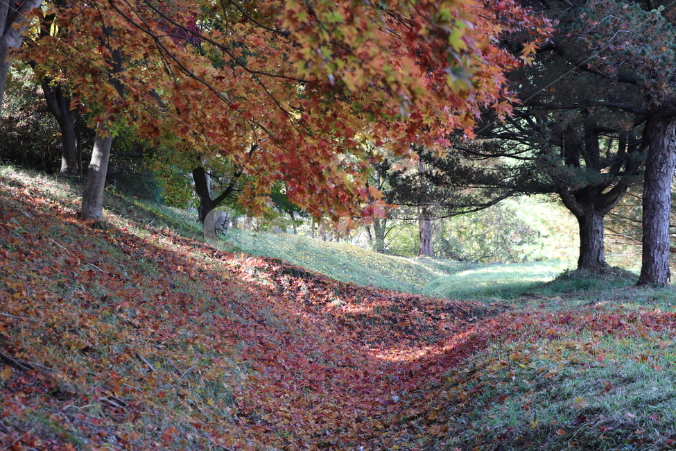 단풍나무,가을,낙엽,계절,11월,배경,가을,계절,fall,autumn,season