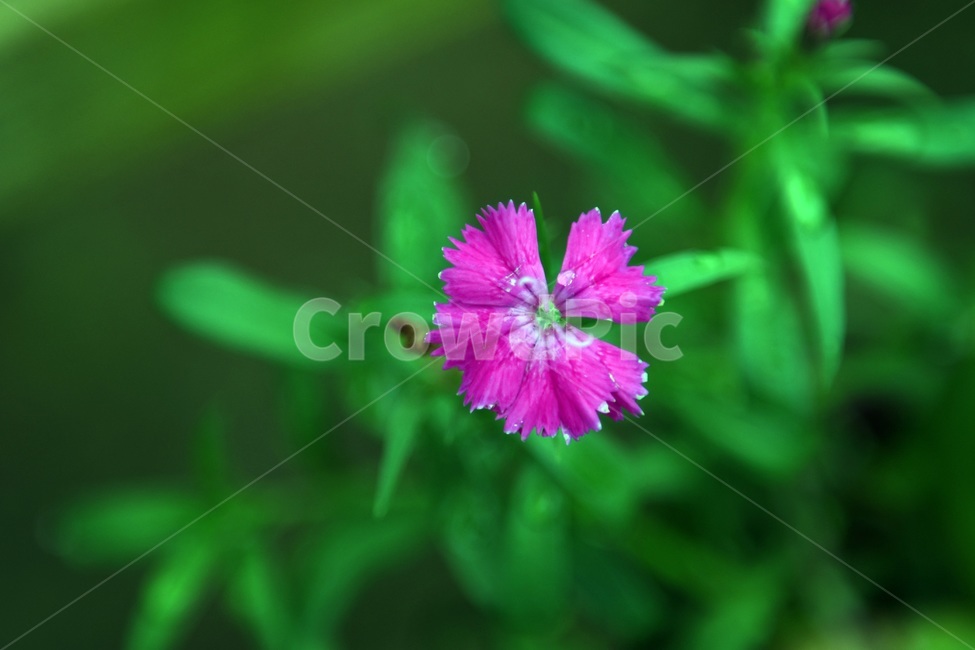 식물,꽃,감성사진,자연,flower,꽃사진,봄,봄꽃,계절,빗방울,비,감성,4월,spring,힐링,자연풍경,풍경,식물,자연,plants,nature,꽃,flower