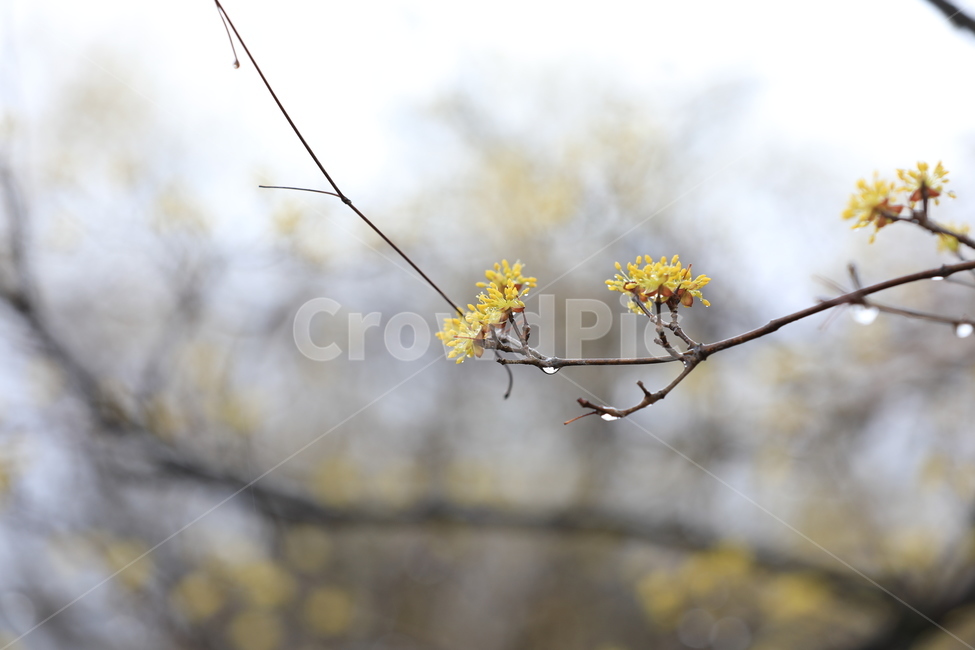 봄,산수유,하동,꽃,축제,구례산수유,봄,계절,spring,season,식물,자연,plants,nature,꽃,flower,plant