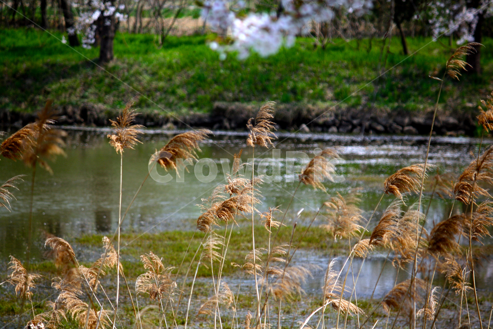 갈대,reed,grass,식물,plant,lawn,잔디,연못,pund,가을,봄,물,바람,가지,마른가지