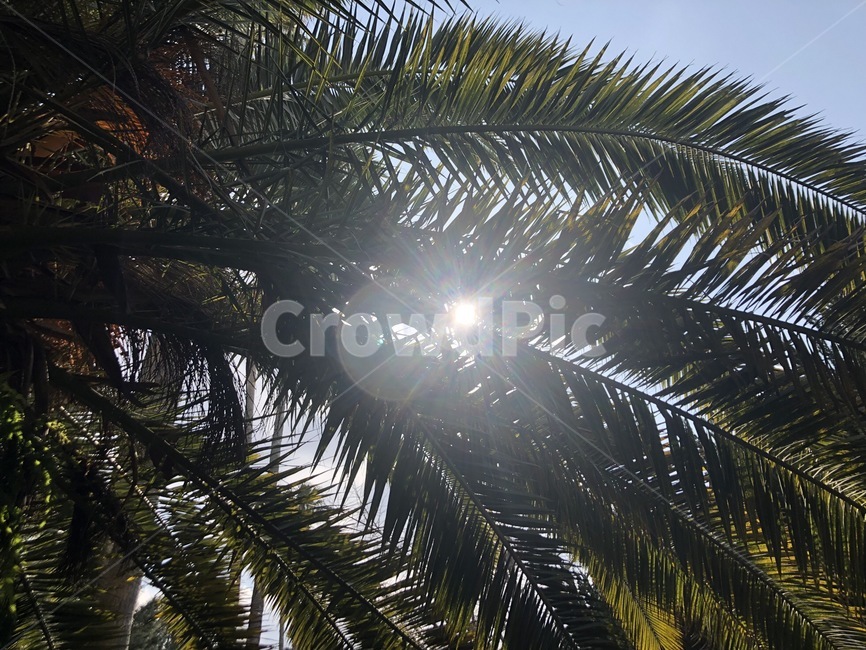 제주도,자연,야자수,초록,nature,해,야자수잎,청량함,green,jeju,jejudo,leaf,palmtree,제주,잎,식물,자연,plants,nature