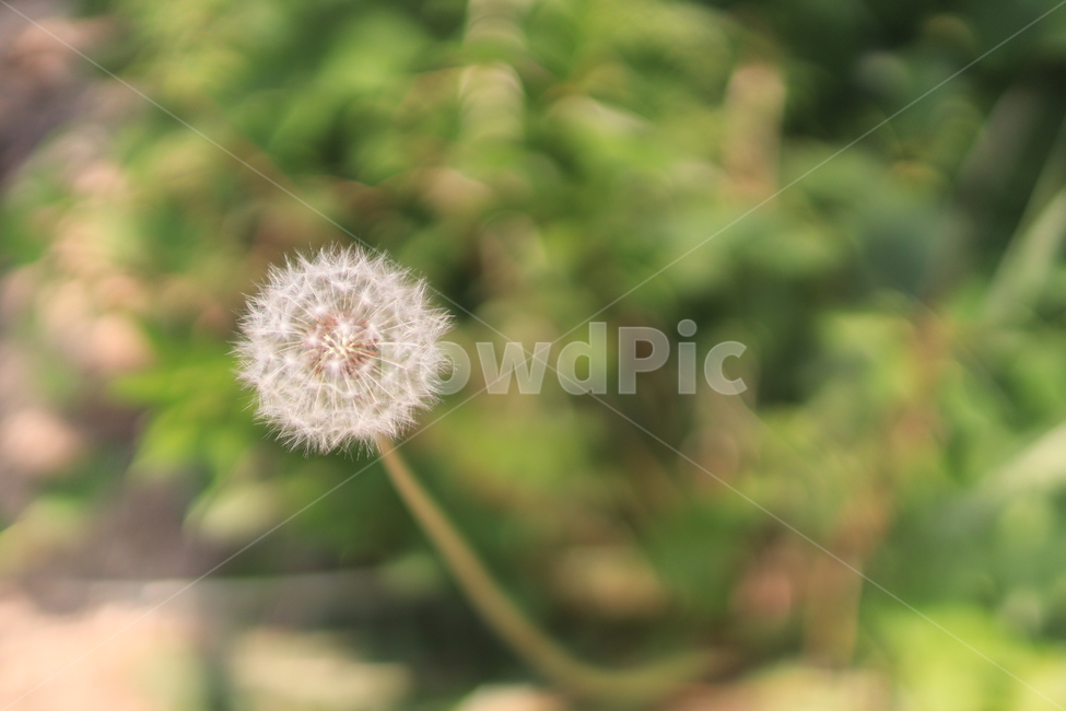 꽃,민들레,풀,flower,민들레꽃