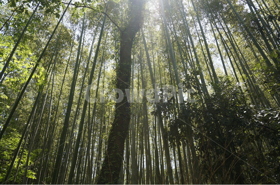 숲,대나무,자연,나무,햇살,일본,대나무숲,아라시야마대나무숲,교토,노노미야신사,forest,tree,sunshine,sun,sunlight,bamboo,japan,kyoto,green,식물,자연,plants,nature,나무,trees,wood