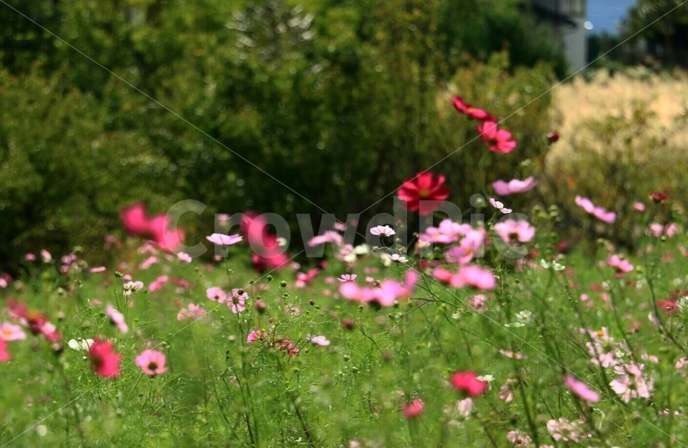 가을,그리움,코스모스,여행,감성사진,가을,계절,fall,autumn,season,식물,자연,plants,nature,꽃,flower,grassland,목초지,field,들,outdoors,옥외