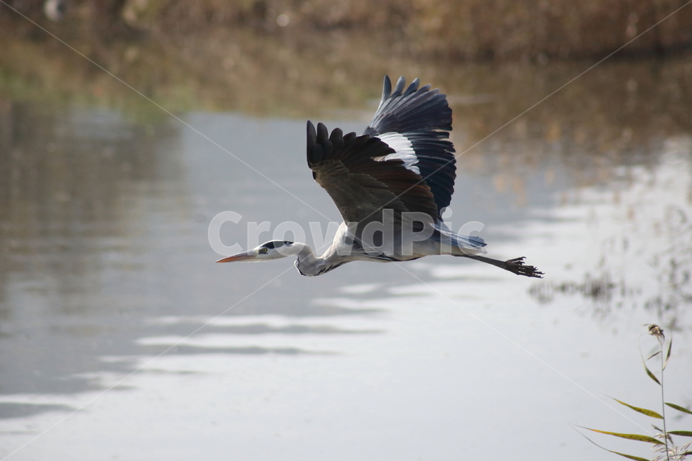 왜가리,새,대형조류,야생동물,heron,철새,동물,animal,조류,새,birds