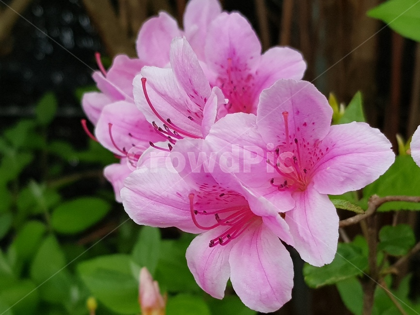 blossom,꽃,plant,식물,flower,geranium,접사,분홍,싱그러움