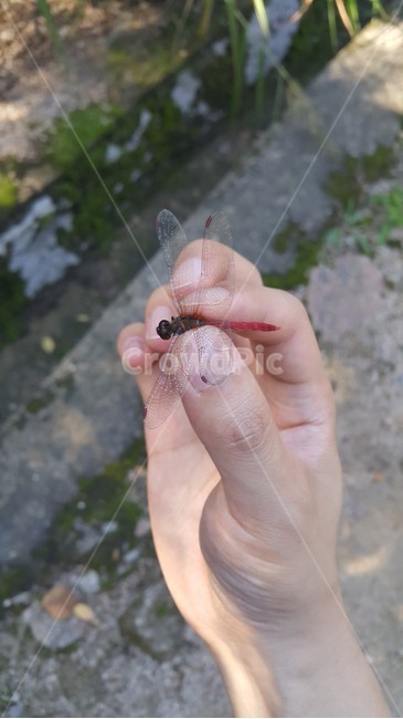가을,고추잠자리,곤충,손,손가락,동물,animal,곤충,벌레,insect,bug
