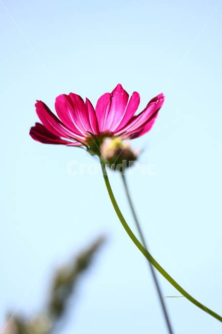 가을,코스모스,꽃,분홍,꽃잎,가을,계절,fall,autumn,season,식물,자연,plants,nature,꽃,flower,plant,daisies,데이지,blossom,daisy