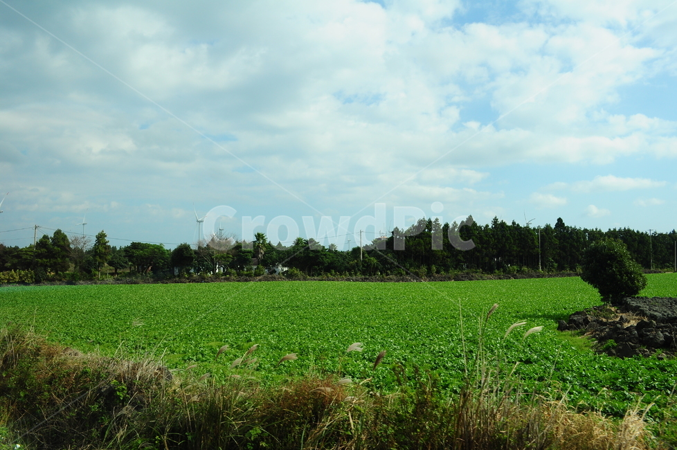 들판,밭,자연,시골,풍경,시골풍경,나무,하늘,자연,풍경,nature,landscape,제주도,jeju,jeju island,field,들,outdoors,옥외,grassland,목초지,rural,농촌,farm,농장