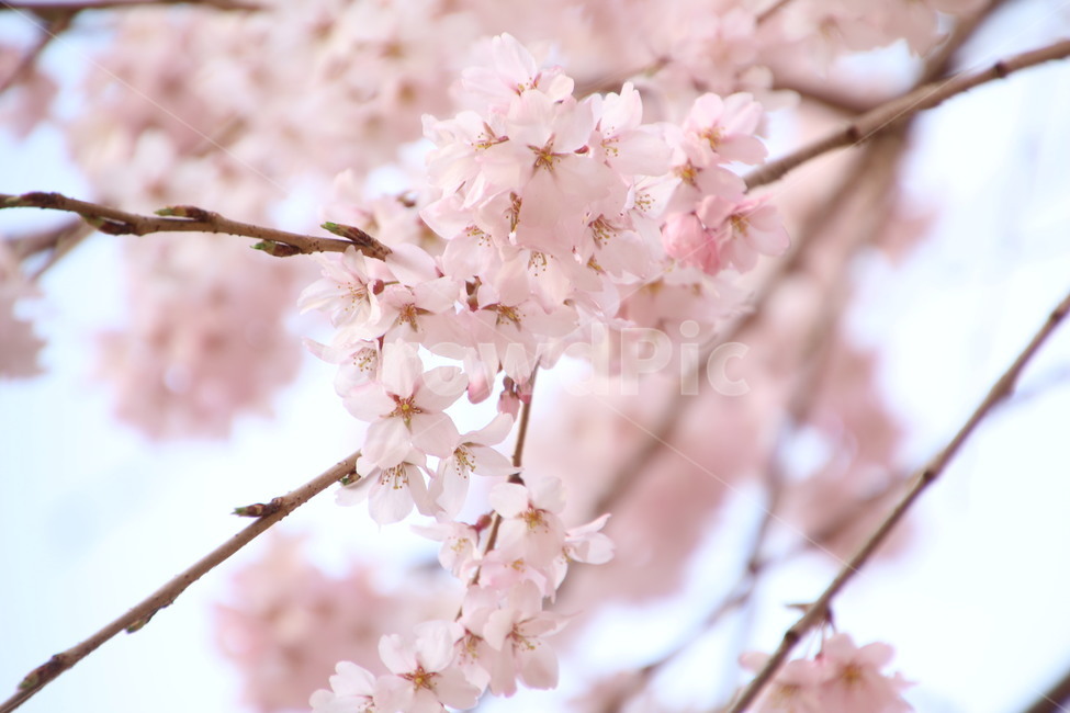 벚꽃,봄,꽃,자연,분홍색,핑크,벚꽃축제,나무,봄,계절,spring,season,식물,자연,plants,nature,꽃,flower,plant,blossom